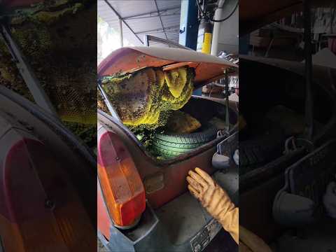 HUGE Beehive Inside of a Car!