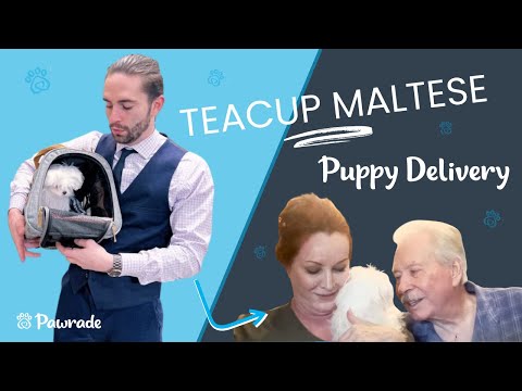 Pawrade Parent - Testimonial - Charlotte the Teacup Maltese Puppy