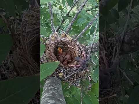 The cuckoo bird pushed the small bird of the shrike out of nest伯劳鸟的小鸟被杜鹃鸟推出了鸟窝