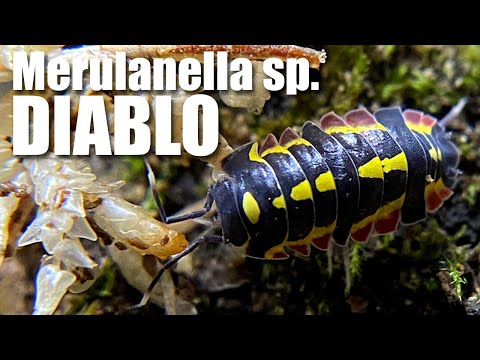 Hot New ISOPODS_ Merulanella sp. DIABLO their care Today let's a look at one of our Hotest, sexiest and newest ISOPODS, Merulanella sp. DIABLO. These g