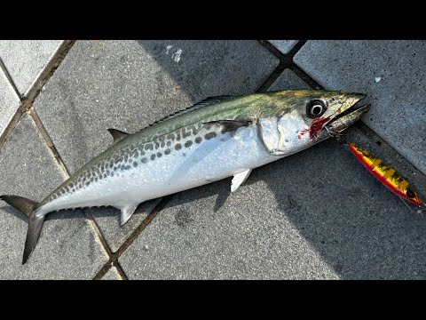 青物が好調の堤防でショアジギング!