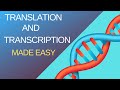 Steps of Transcription and Translation Simplified