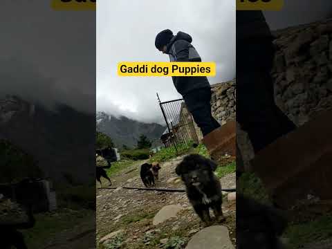 My fvrt dog breed😍#dog #ytshorts #travel #gaddi #bhotiyadog #pahadi #village #snow  🔥🔥#pets #shorts