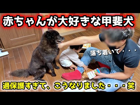 【愛】甲斐犬が赤ちゃんに過保護すぎて、こうなりました