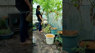 Tomato Garden #gardening #garden #tomato #containergardening