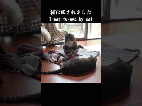 猫に回されるねこ。 #Shorts