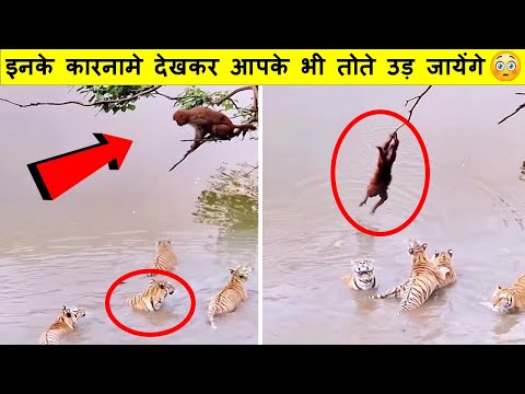 जानवरों के ऐसे कारनामे देखने के लिए नसीब लगता है |Funny & Cute Animal Moment Part -23