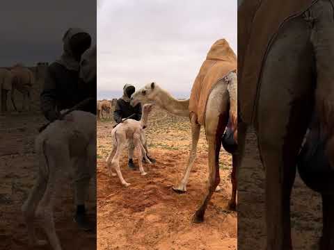 اسعد وأطلق لحظة عند اهل الحلال #قناة_البادية_الرسمية