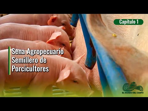 Sena Agropecuario: Semillero De Porcicultores 1