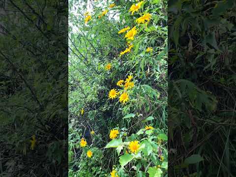 Tháng 11, Đà Lạt phủ vàng hoa dã quỳ –ai yêu Đà Lạt thì đừng bỏ lỡ! 💛#hoadaquy #dalat #dulichdalat