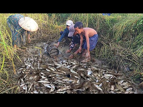 Unbelievable a lot of fishing, People skill caching fish, at low tide.  Catch fish by hand,