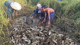Unbelievable a lot of fishing, People skill caching fish, at low tide.  Catch fish by hand,