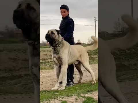 why kangal dogs are the best dogs in the world ? #dogs #dogbreeds #breed