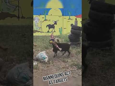Dare to use a dummy to trick me #animal #cutemouse #funnypets #viral #goat @mouse11121