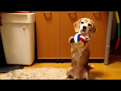 スーパービーグル プリン Purin the Super Beagle #31