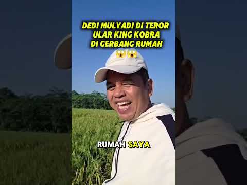 ular king kobra di gerbang rumah KDM #shorts #dedimulyadi #kangdedimulyadi #kdm #kangdedymulyadi