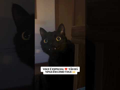 Você é especial 💖🐾 Não tem ninguém como você