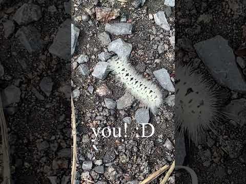 Cutest Caterpillar Ever...? Let Him Cook! 🥹🐛 #naturelovers #cuteanimals