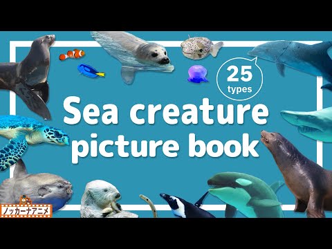 Sea Creature Picture Book | Video for Kids 【海の生きもの図鑑】25種類のいろんな生き物をみてみよう！英語知育アニメ