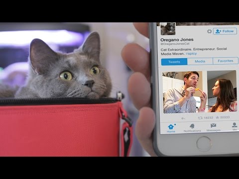 My Cat Destroyed My Relationship On Twitter - #PlaneBreakup Parody