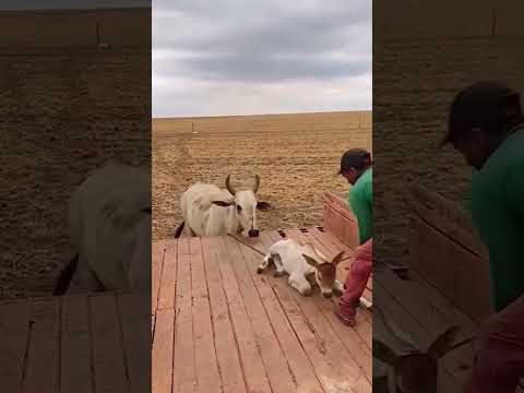A vaca subiu no caminhão pra defender seu bezerro. 😧😯#shorts #fyp #viralvideo #video #viral #gado