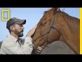 Equine Therapy and Personal Growth