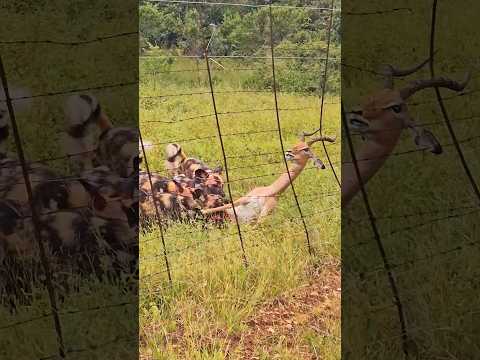 STRANGEST Tug of War