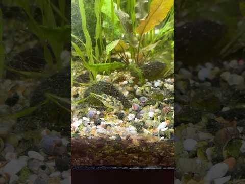 Pea Puffer Destroys Snails #peapuffer #tropicalfis Pea Puffer's favorite food is definitely Snails