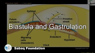 Blastula and Gastrulation