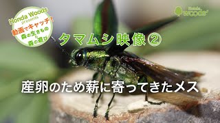 動画サムネイル