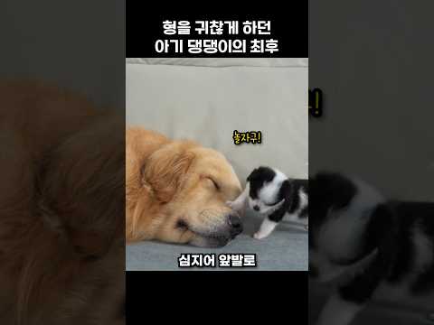 형을 귀찮게 하던 아기 댕댕이의 최후
