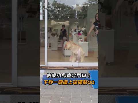 【不嘻嘻】快樂小狗直奔門口！ 「煞車不靈」撞上玻璃幫QQ｜狗狗｜玻璃門