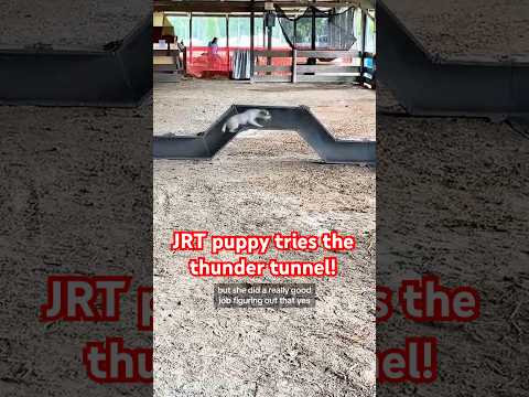 JRT puppy in the thunder tunnel!
