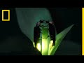 Fireflies' Mating Behavior and Conditions