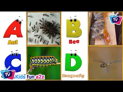 Insects ABC Song | Insects Alphabet Song | Phonics for Kids | Learn Alphabet Letters for Kids