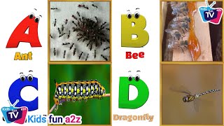 Insects ABC Song | Insects Alphabet Song | Phonics for Kids | Learn Alphabet Letters for Kids
