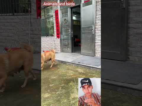 أذكي كلبة في العالم ? تقوم باشياء ذكية جدا.#funny #shorts #dogs #dog#fypシ #fyp
