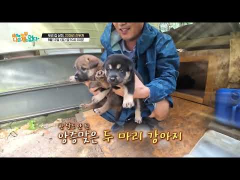 [선공개] [세상에 나쁜 개는 없다] 우리 집 상전, 20마리 진돗개_1