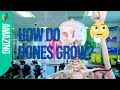 Bone Growth and Cell Division Concepts