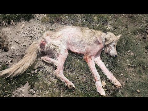 A Skeleton’s Hope Saving a Dog from the Brink of Death