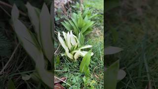 Weißer Streifen im Bärlauch? 🌿 Kaum jemand kennt den Grund!