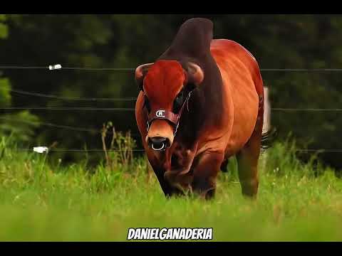 Brahman rojo puro en Colombia 🐮🇨🇴