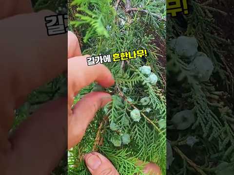 측백나무 #측백자 #백자인 #측백엽 #측백나무효능 #백자인효능 #숙면 #마음안정 #두피건강 #모발건강 #전통약초 #한방약재