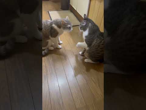 猫の動画サムネイル - 【威嚇】後輩にブチギレる猫。そして衝撃の結末が…  #猫　#shorts