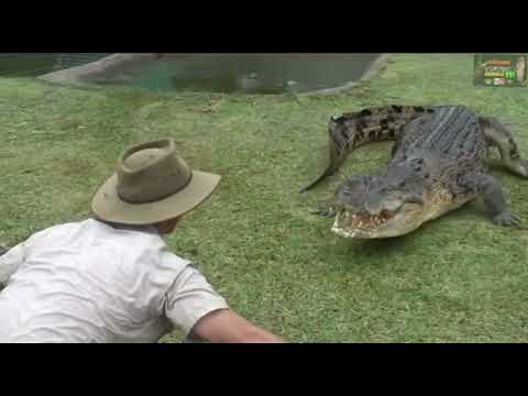 Big Saltwater Crocodile loves Chicken! Crocs can feel vibrations from your foot steps! Corey Wild