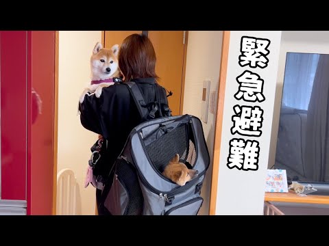 緊急事態発生により愛犬2匹を連れて避難することになりました