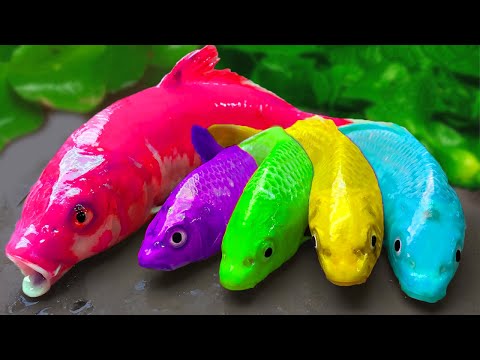 Caught Amazing Koi Fish In Small Pond,다채로운 장어, 악어, 무지개 문어, 메기 |Stop Motion ASMR