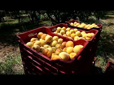 YouTube video thumbnail: Greece's Peach Growing Sector Worries due to Trump’s Tariffs
