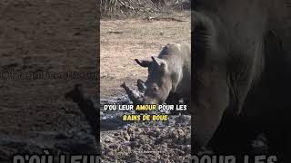 La PUISSANCE de la savane ! 💪  #animals #learning #nature #shorts #rhinoceros