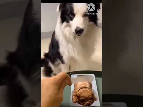 Funny Dog Video||Funny Dog Reaction||#shorts #trendingshorts #dogvideo #dogreaction #chiken